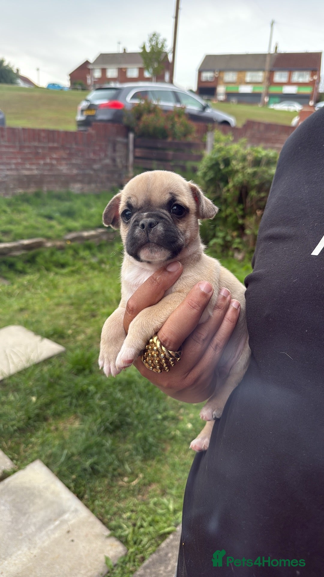 Mixed Breed dogs for sale: Pug x staffy pups REDUCED - Image 6