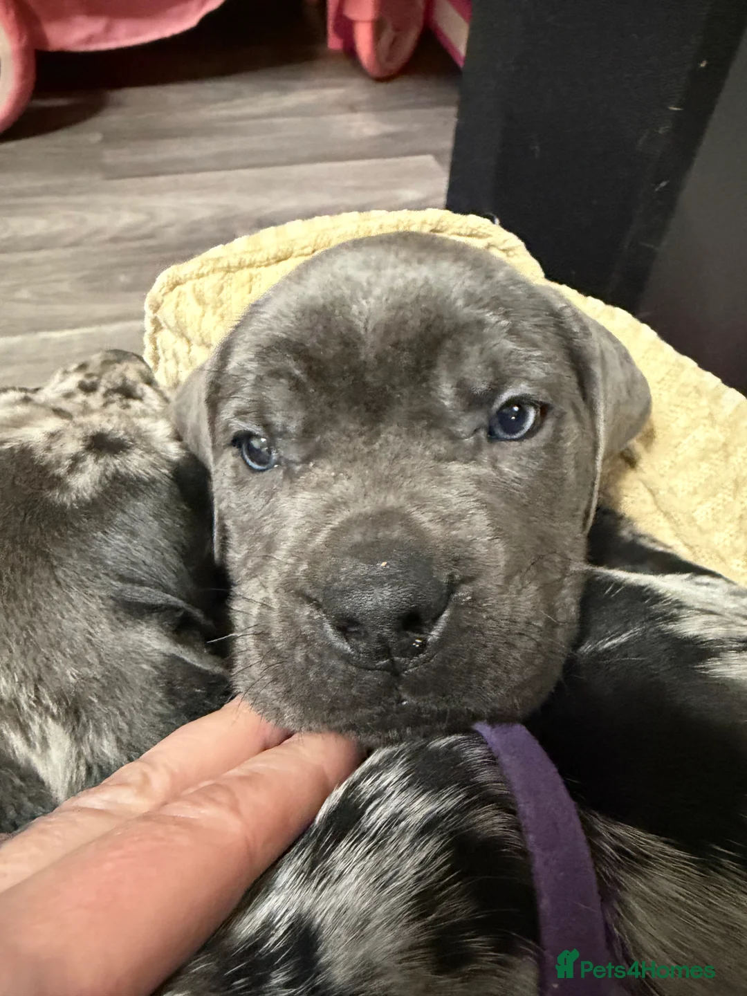 Cane Corso dogs for sale: Nearly ready * Beautiful chunky Cane Corso litter* - Advert 24
