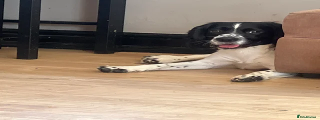 Dash
