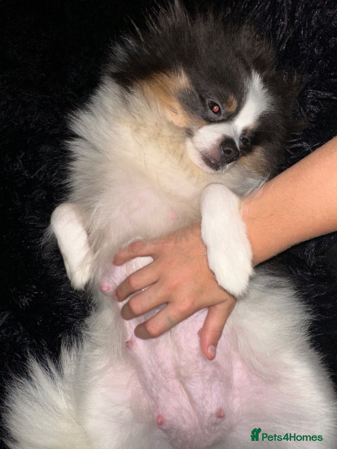 Pomeranian dogs for sale: Beautiful blue and white Pomeranian girl 2 years - Advert 6