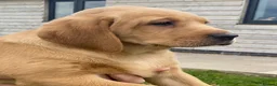 Labrador Retriever dogs for sale: KC Registered Labradors - Advert 15