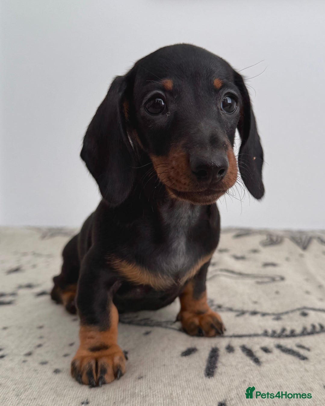 Miniature Dachshund dogs for sale: Ready for forever sofas! 3 Stunning KC reg puppies - Image 7