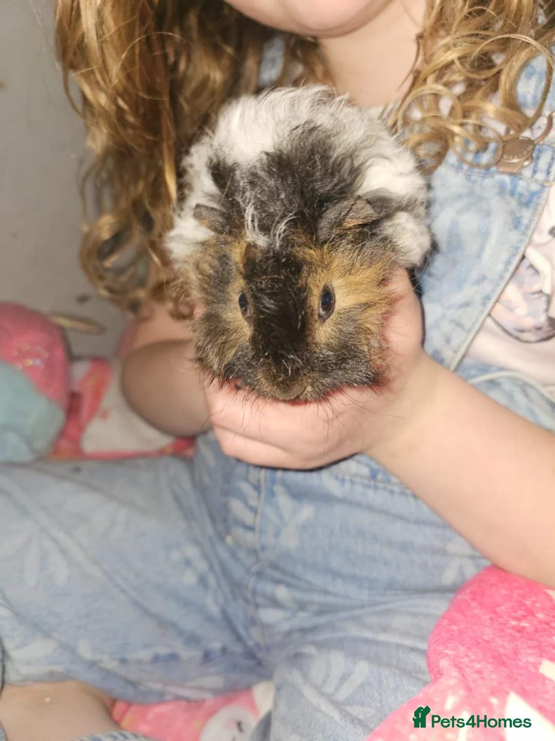 Guinea Pig rodents for sale: Adorable female guinea pig babies  in Nottingham - Advert 3