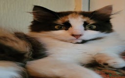 Mixed Breed cats for sale:  Rare Cinnamon Calico girl  - Advert 6