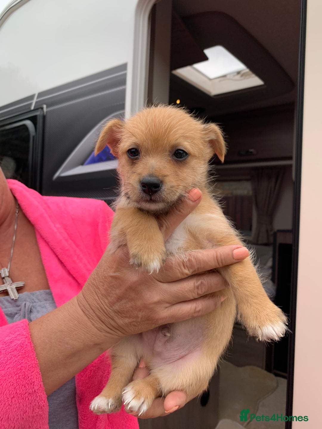 Mixed Breed dogs for sale: Pom-chi-terrier puppy’s 😍  - Image 2