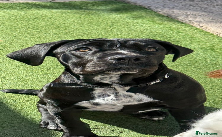 Cane Corso dogs - Advert 1