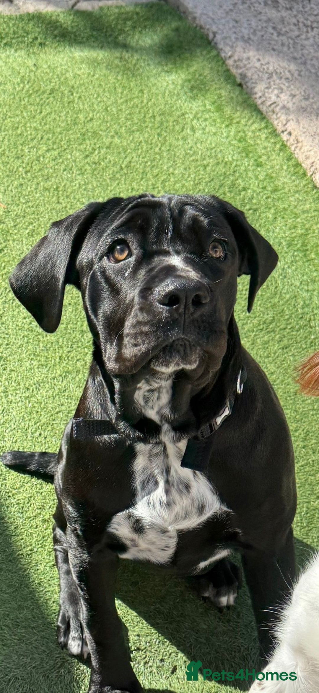 Cane Corso dogs for sale: Most loving cane corso puppy - Image 1