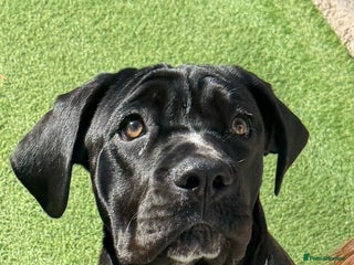 Cane Corso dogs - Advert 19