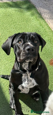 Cane Corso dogs - Advert 12
