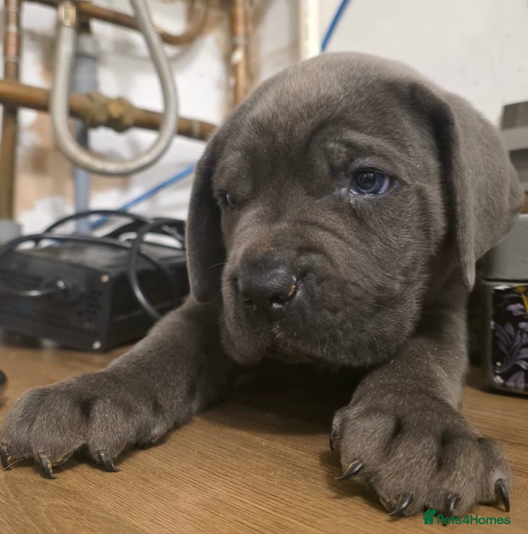 Cane Corso dogs for sale: Ready to leave blue cane corso puppies - Advert 27