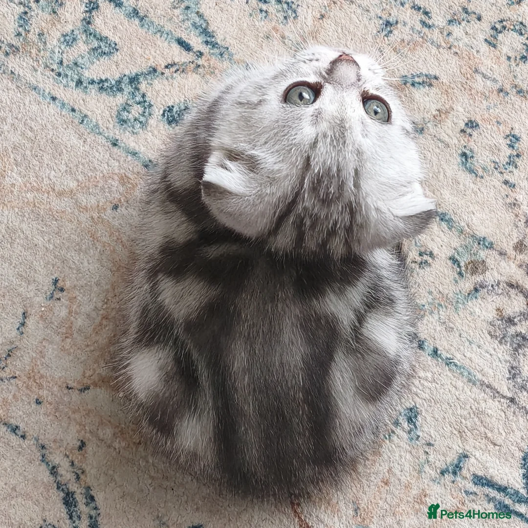 Scottish Fold cats for sale: Scottish Fold & Straight Kittens–Silver Tabby - Advert 2