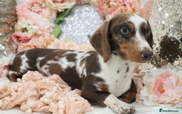 Miniature Dachshund dogs for sale: KC Miniature Dachshund Puppies - Image 2