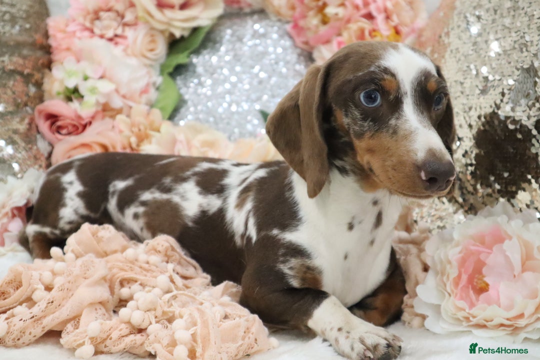 Miniature Dachshund dogs for sale: KC Miniature Dachshund Puppies - Image 2