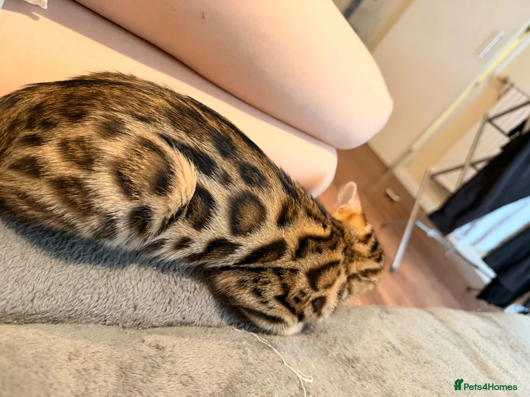 Bengal cats for sale: Snow and brown Bengal  - Advert 2