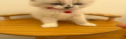 Ragdoll cats for sale: Beautiful Ragdoll cat - Advert 20