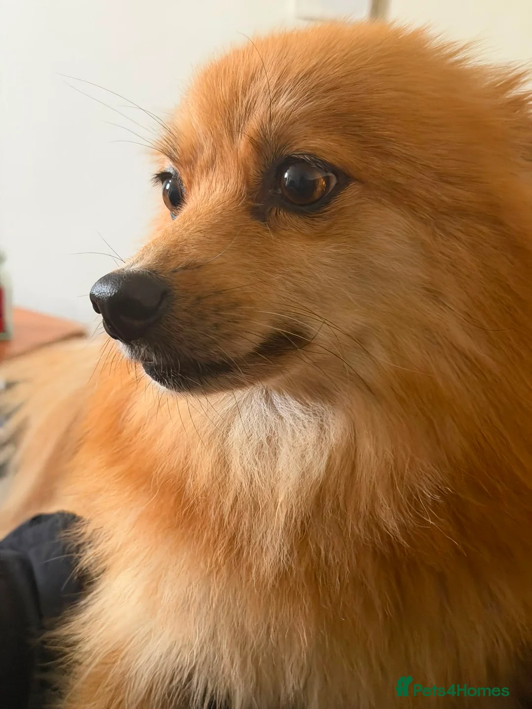 Pomeranian dogs for sale: Three Pomeranian puppies for sale in Preston - Advert 2
