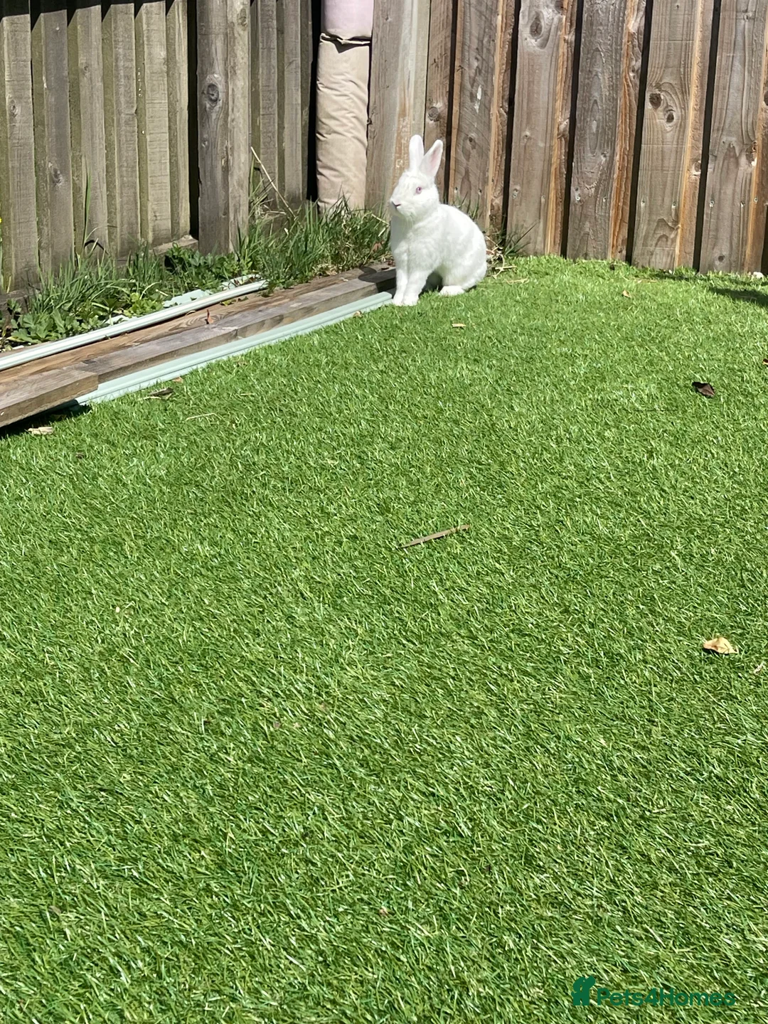 Mixed Breed rabbits for sale: Mabel - Advert 3