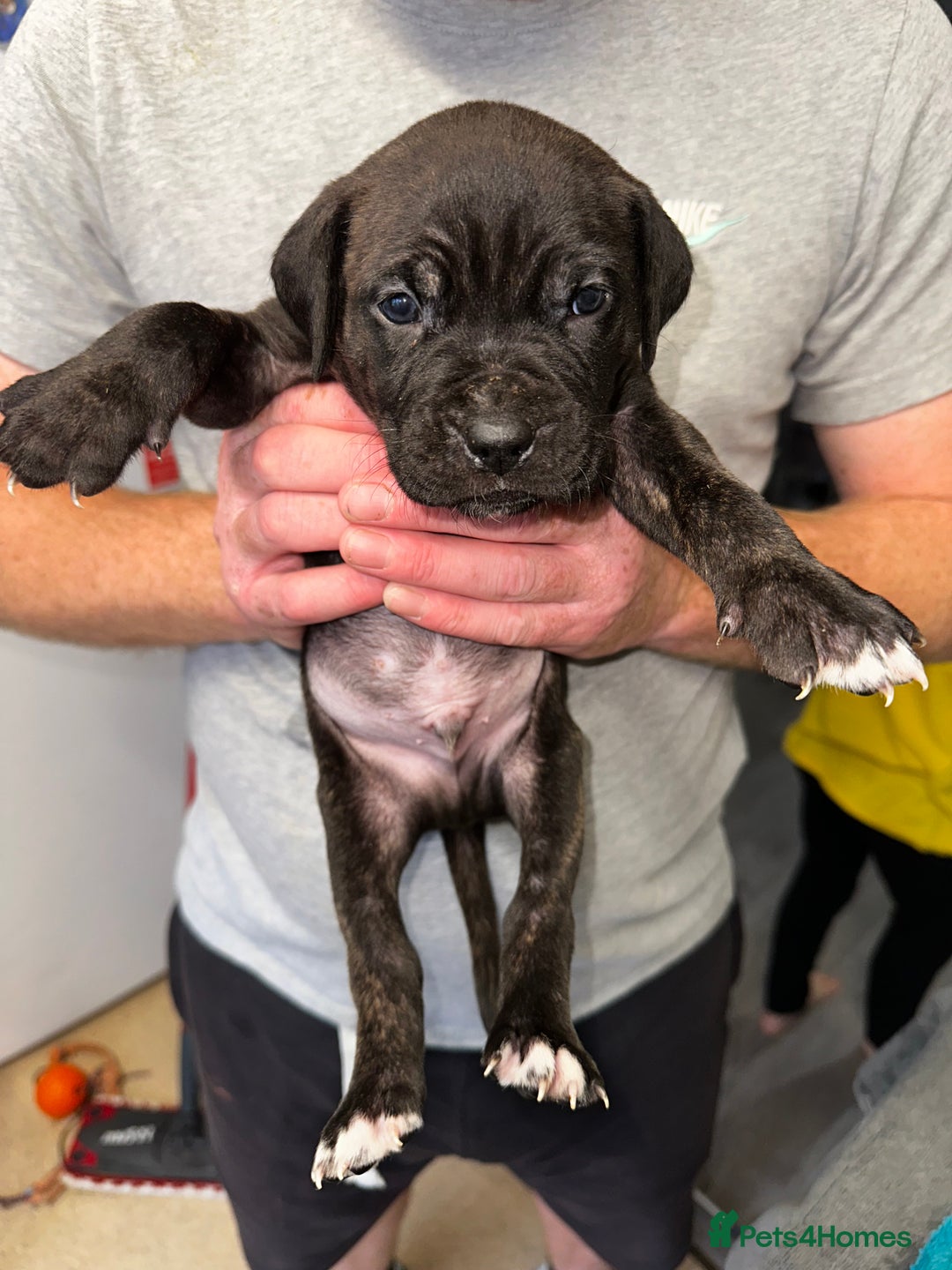 Mixed Breed dogs for sale: Cane corso X staff - Image 7