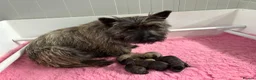 Cairn Terrier dogs for sale: KC Registered Cairn Terrier Pups - Advert 7