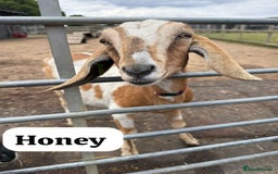 Goats livestock for sale: Registered Anglo Nubian Goats - Image 3