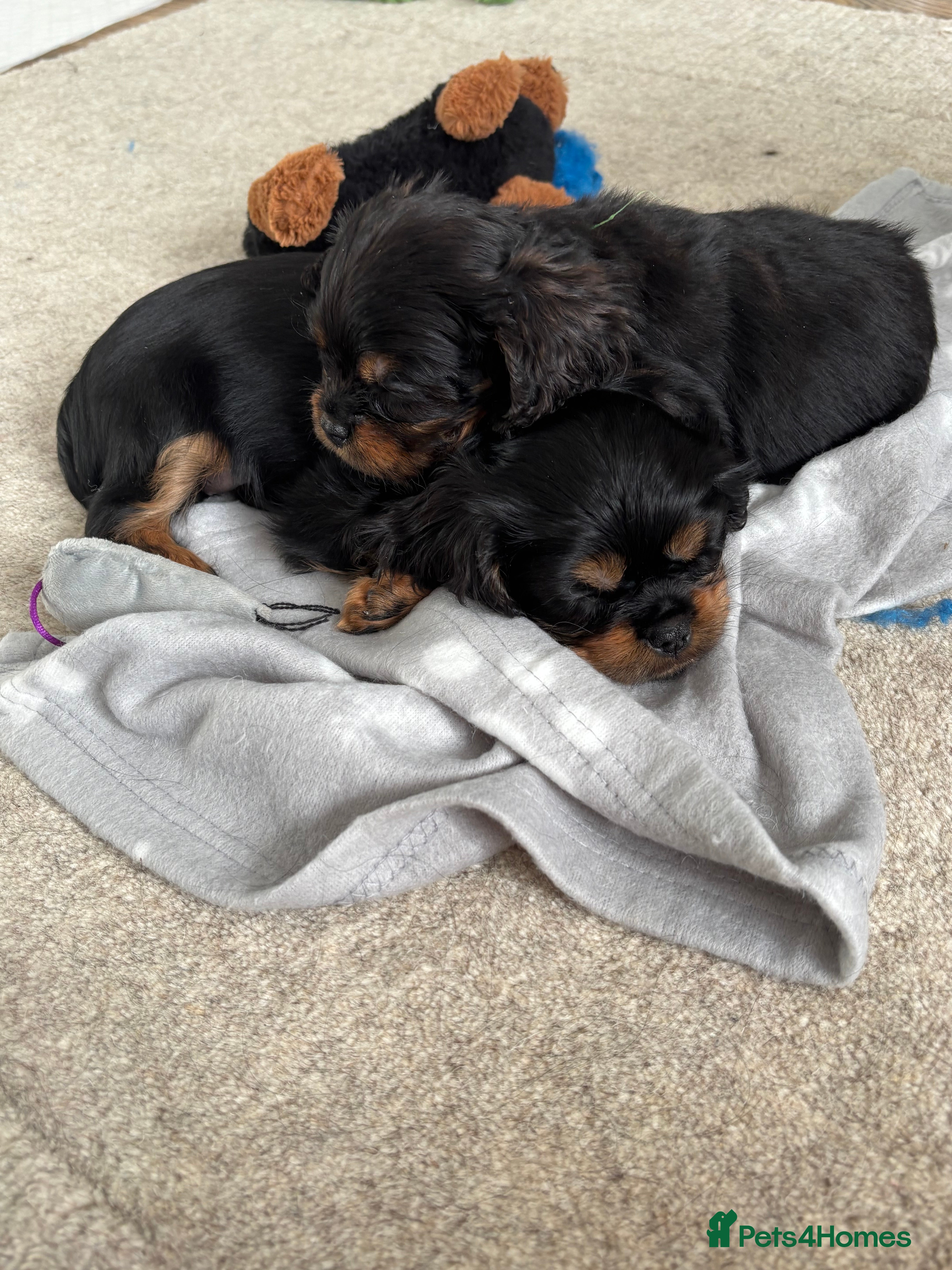 Cavalier King Charles Spaniel dogs Gorgeous KC Puppies Available  - Advert 1