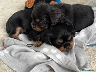Cavalier King Charles Spaniel dogs Gorgeous KC Puppies Available - Advert 1