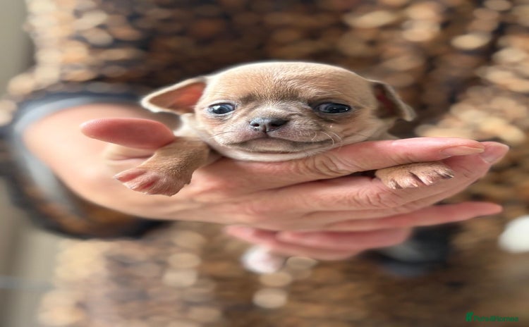 Chihuahua dogs - Advert 6