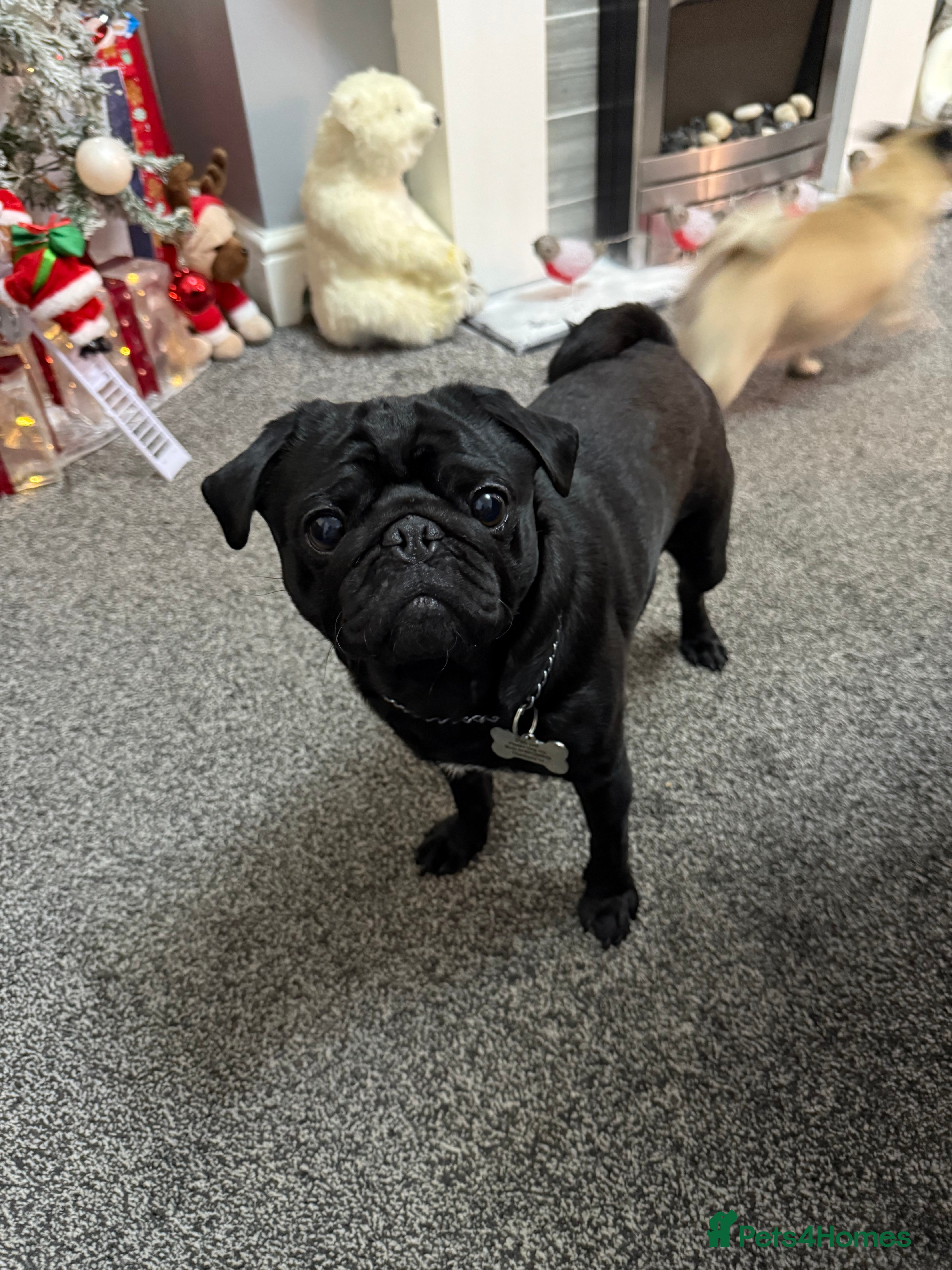 Pug dogs Frankie the black pug  in Barnsley - Advert 2