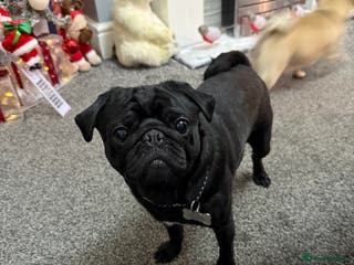 Pug dogs Frankie the black pug in Barnsley - Advert 3