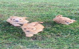 Cockapoo dogs for sale: Cockapoo puppies for sale - Image 13