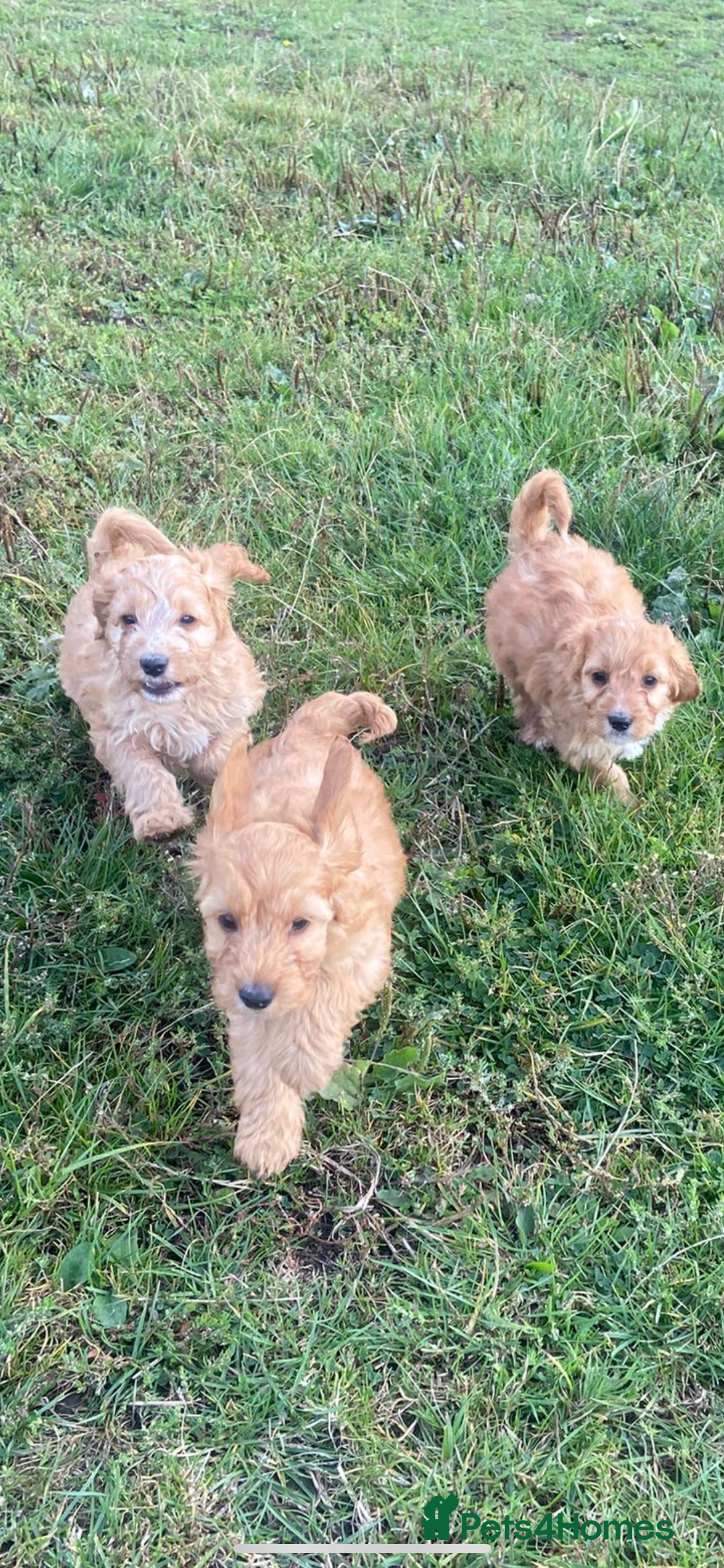 Cockapoo dogs for sale: Cockapoo puppies for sale - Image 13