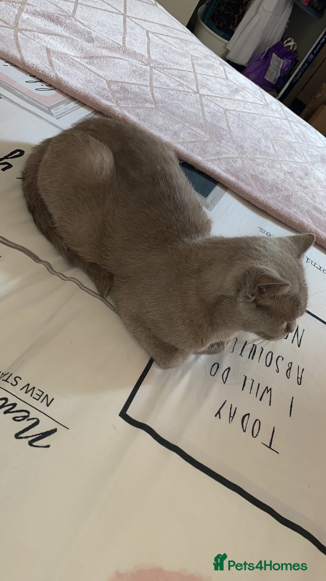 British Shorthair cats for sale: Needing new home asap - Advert 2