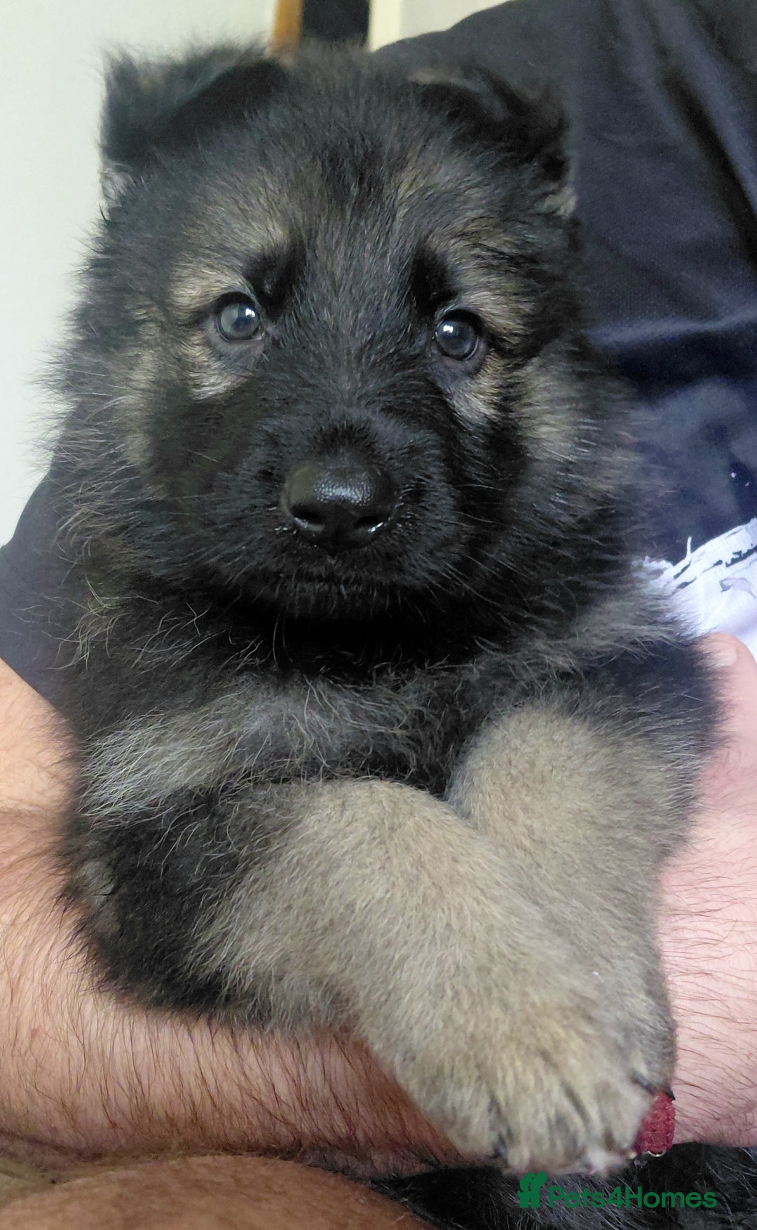 German Shepherd dogs for sale: German shepherd puppies - Advert 20