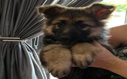 German Shepherd dogs for sale: Pure breed German shepherd puppy girl - Image 9