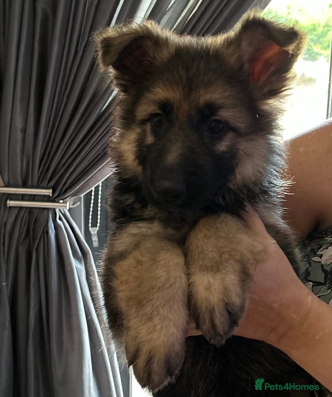 German Shepherd dogs for sale: Pure breed German shepherd puppy girl - Image 9