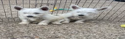 West Highland Terrier dogs for sale: Beautiful west highland terrier puppy’s  - Advert 4