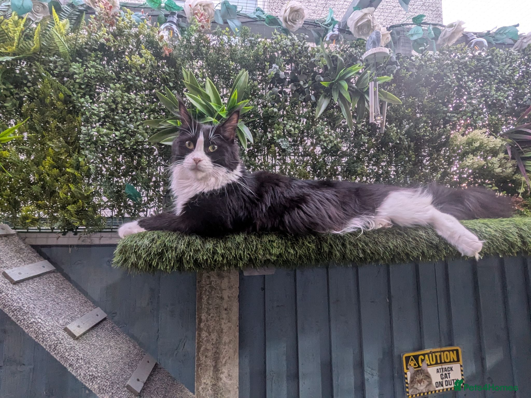 Maine Coon cats Beautiful Maine coon babies  - Advert 1