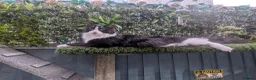 Maine Coon cats for sale: Beautiful Maine coon babies  - Advert 1