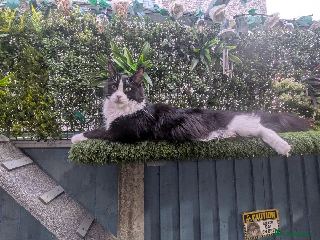Maine Coon cats for sale: Beautiful Maine coon babies  - Advert 1