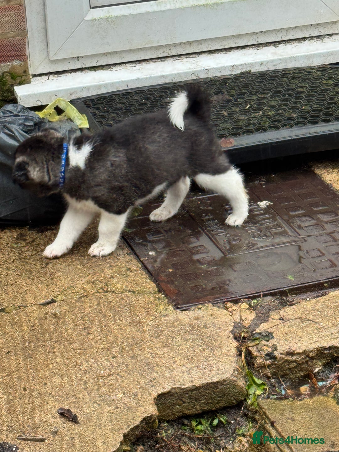 Akita dogs for sale: Black Mask American Akita Puppies - Advert 40