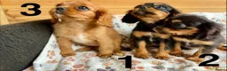 Cavalier King Charles Spaniel dogs for sale: Beautiful puppies looking for forever homes - Advert 6