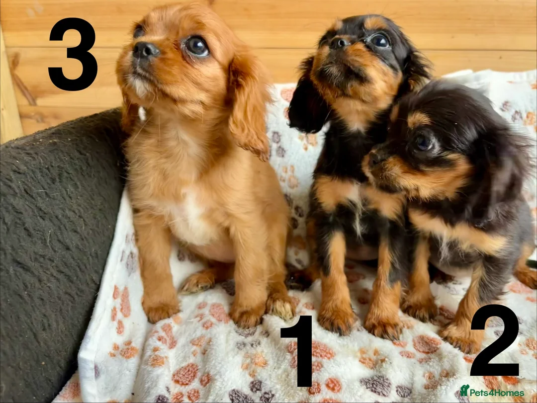 Cavalier King Charles Spaniel dogs for sale: Beautiful puppies looking for forever homes - Advert 6