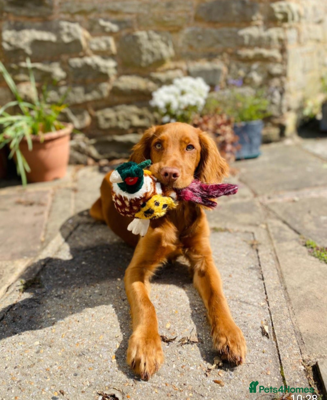 Cocker Spaniel dogs for sale: Stunning Cocker Spaniel Pups from Working Heritage - Image 7