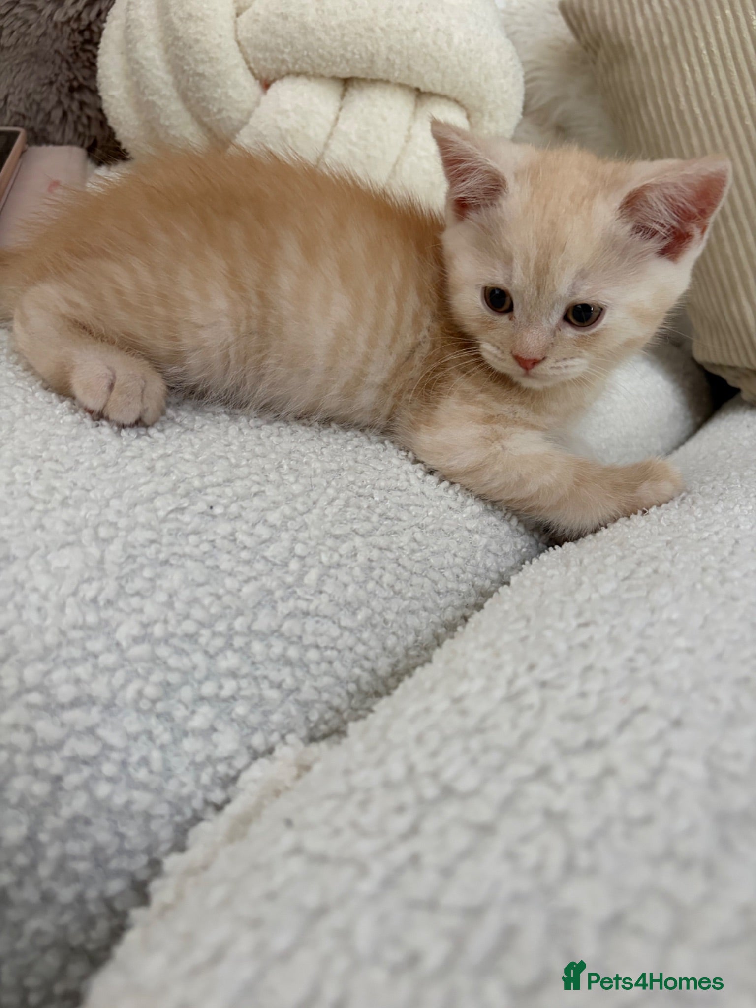 Mixed Breed cats Bsh cross maincoon reduced ready to leave  - Advert 1