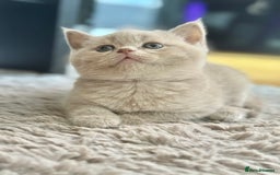 Scottish Fold cats for sale: Scottish straight - Image 24