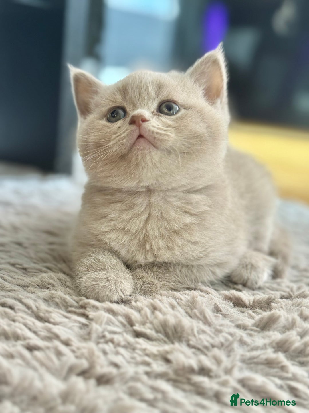 Scottish Fold cats for sale: Scottish straight - Image 24