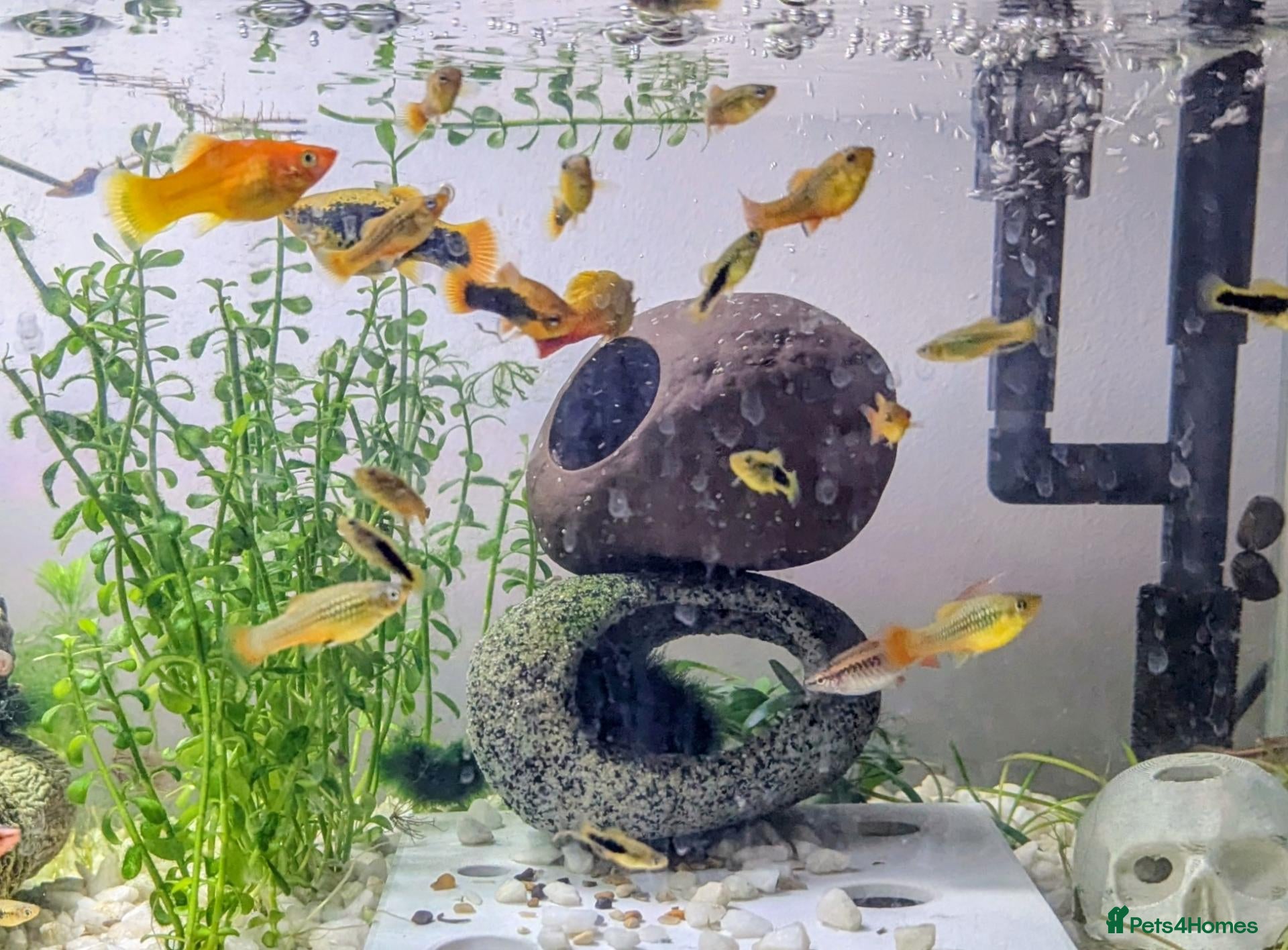 Platies fish Platies For Sale  - Advert 2