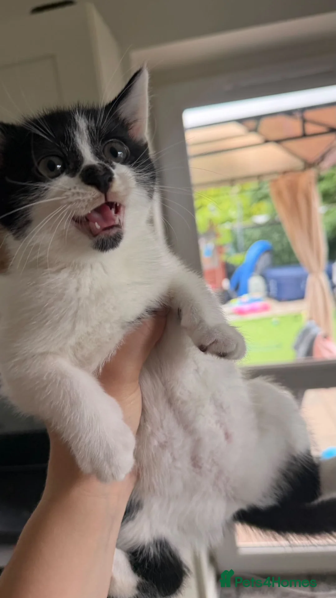 British Shorthair cats for sale: Adorable kittens 4 in total - Advert 10