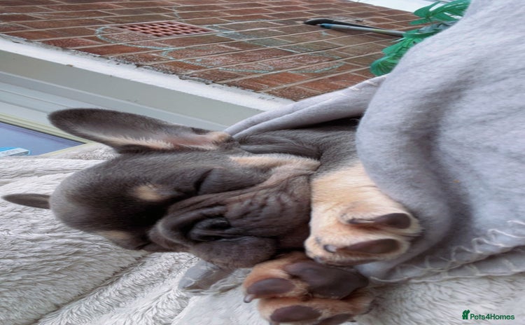 French Bulldog dogs French bulldogs Puppies - Advert 1