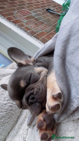 French Bulldog dogs French bulldogs Puppies - Advert 1